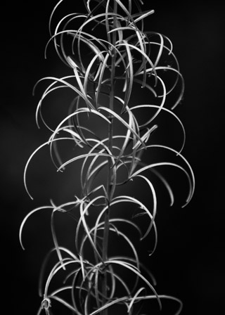 Fireweed Curlicues