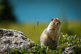 Columbia Ground Squirrel