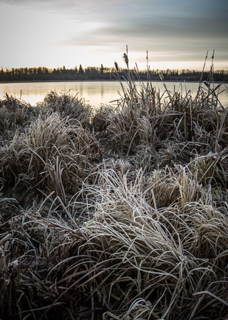 Frosted Foliage on Pond's Edge