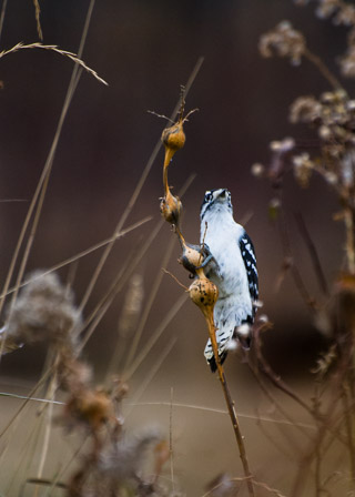 Downy Woodpecker Foraging