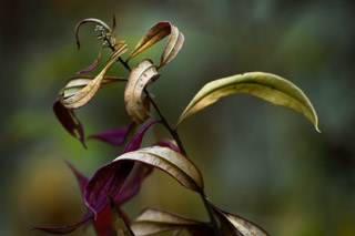 Fighting Fireweed