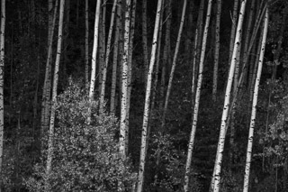 Ghost Poplar Trees