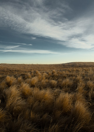 Tufts of Grass and Sky