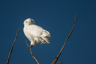Snowy Owl