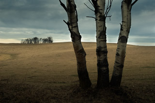 Three Poplar Trees