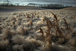 Dry Grass in Dead Fields