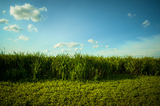 Cattail Border