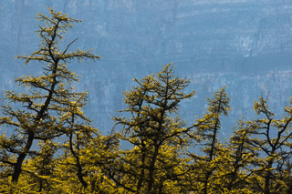 Tamaracks Against the Mountain
