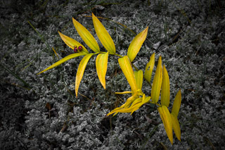 Fall Leaves against Reindeer Moss