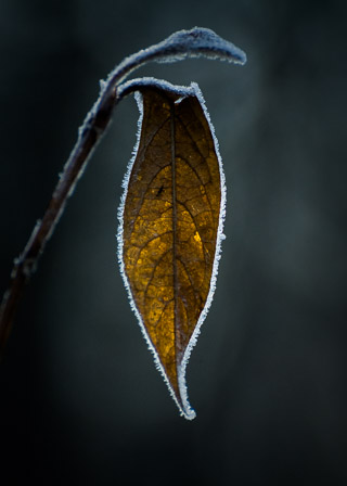 Frost-Edged Leaf