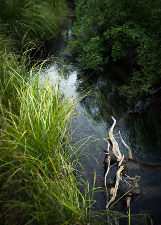 Going With the Flow