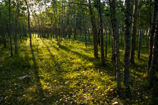 Sun Streaming Through Balsam Poplars