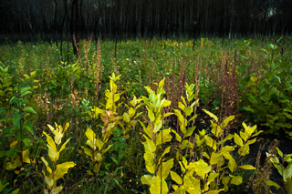 Fire-sown Diversity