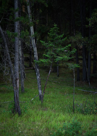 Portrait of a Young Spruce