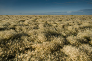 Weeds to the Horizon