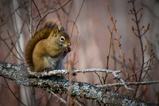 Squirrel Eating Rosehip