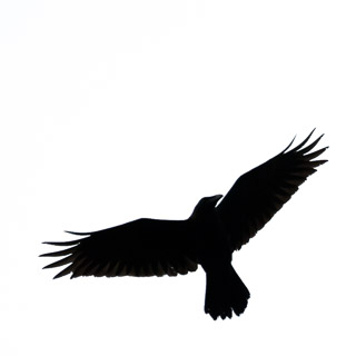 Raven Silhouette
