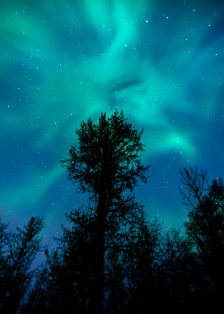 Growing Into the Aurora