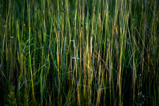 Green Grass