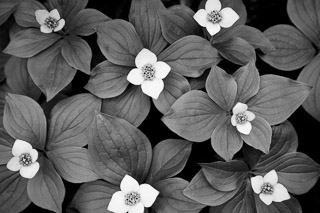 Silver Bunchberries