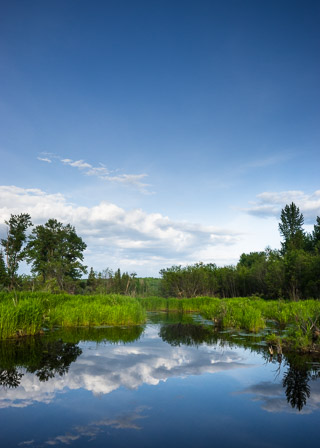 Peaceful Pond
