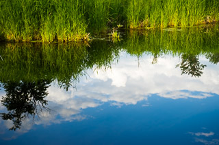 Summer Reflections