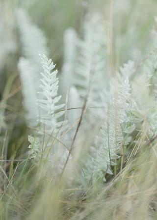 A Dry Softness