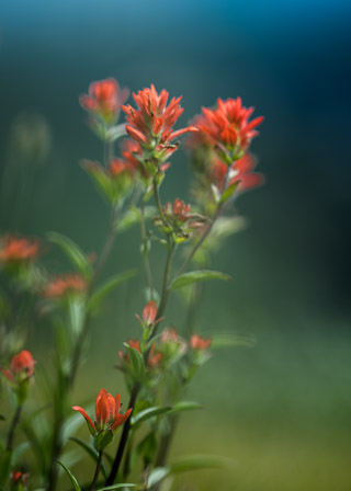 Red Paintbrush Portrait