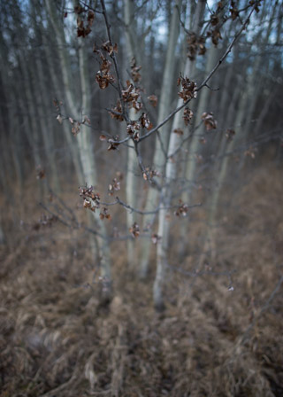 Unlikely Leaves
