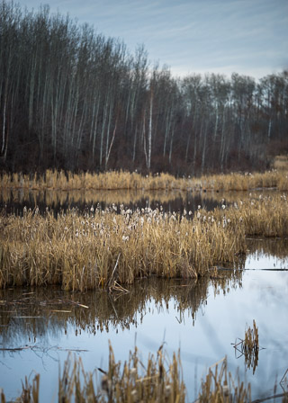 Cattail Island