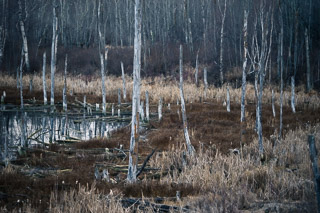 Tree Bones