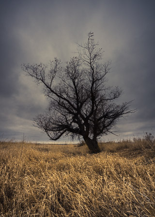 Lone Tree in Grass