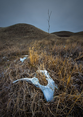 The Tree Began to Move