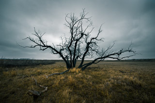 Tree Falling Apart