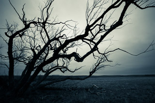 Spooky Tree