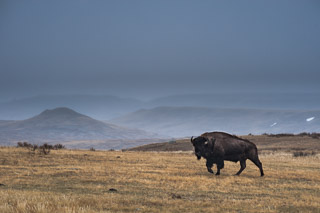 Bison in Grasslands
