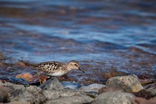 Feeding Sandpiper