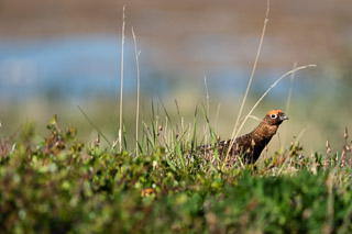 Peering Ptarmigan