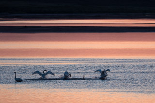 Rowdy Arctic Swans