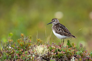 Sandpiper on Hummock