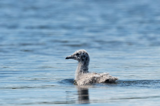 Baby Seagull Spots