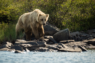 Blonde Bear