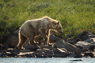 Grizzly Shore Walk
