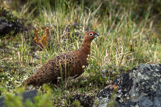 Ptarmigan in Tundra