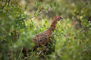 Hiding Ptarmigan