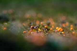 Blanket of Cloudberries