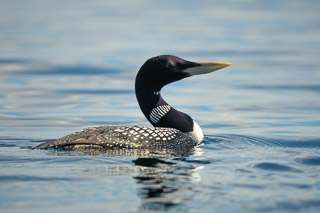 Yellow-billed Loon