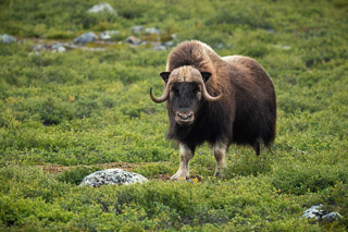 MacKay Muskox