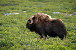 Old Muskox in Birch