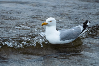 Side Surfing Herring Gull